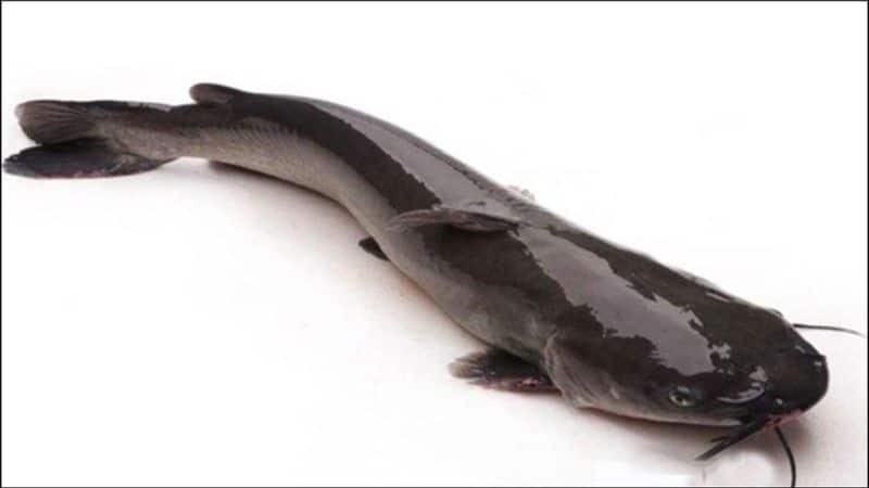 Cá lăng là loài cá có thân hình thon, da trơn, bóng