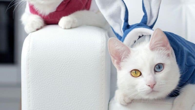 Tìm hiểu nhanh về các bé mèo 2 màu mắt xinh đẹp