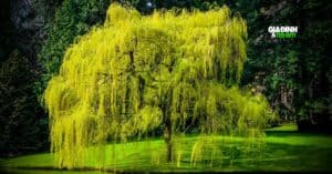 Cây dương liễu – Vẻ đẹp khó tả của loài cây thân gỗ