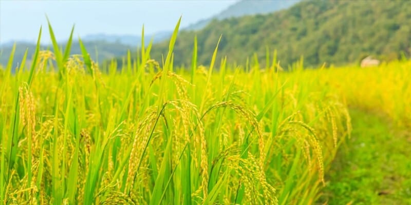Chất lượng gạo dựa vào yếu tố nào