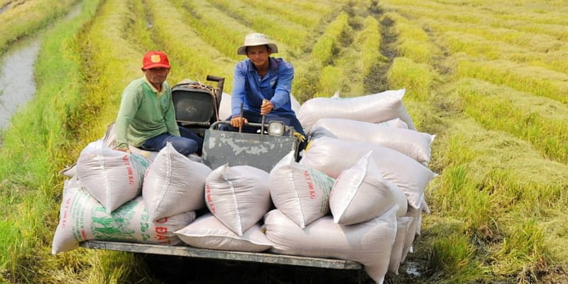 Yếu tố gây ảnh hưởng tới giá lúa gạo hôm nay là gì?
