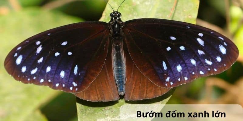 Bướm đốm xanh lớn (Euploea mulciber). Ảnh: Butterflies of Vietnam.