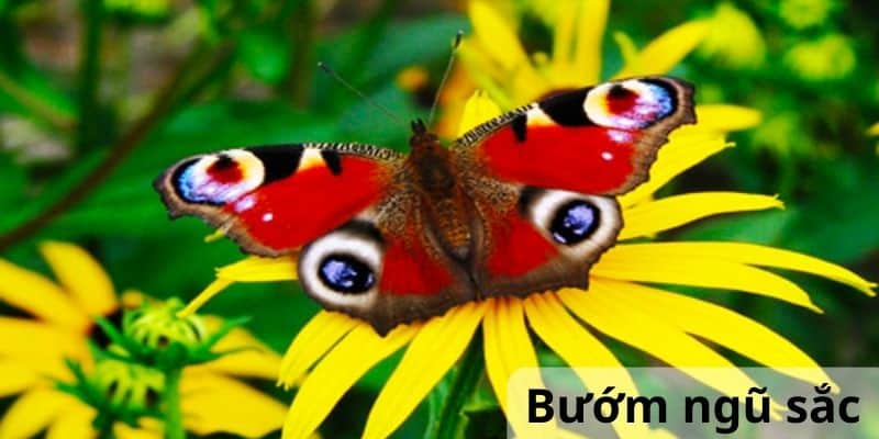 Bướm ngũ sắc - Loài bướm đẹp nhất thế giới