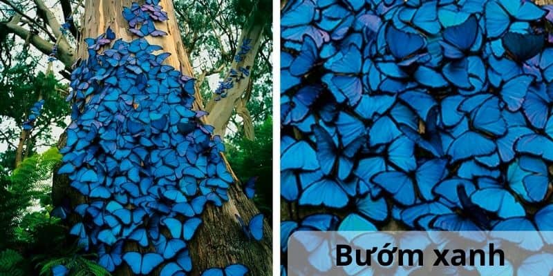 Bướm xanh - Top các loài bướm đẹp