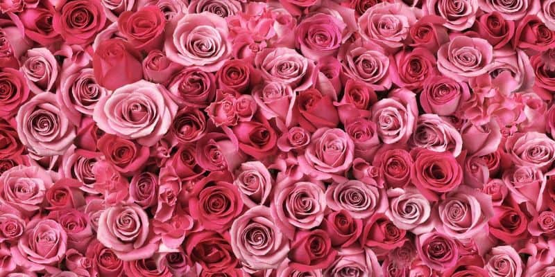 Hoa hồng - Loài hoa đẹp được nhiều người yêu thích